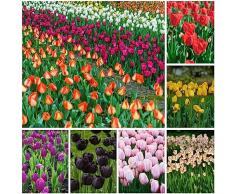 Bulbi Tulipani Da Fiore Perenni Resistenti AllInverno Bulbi Ornamentali Decorazione Giardino Per Balcone Esterno Decorazione Floreale Piante In Vaso Resistenti 10 Bulbi Di Tulipano Multicolore
