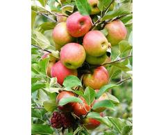 ALBERO DI MELO DOLCE MAIATICA - pianta vera da frutto da esterno