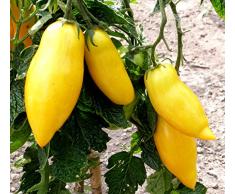 40 GAMBE BANANA cimelio di pomodoro giallo Lycopersicon semi di frutta verdura