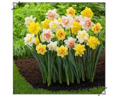 Narciso Fiore Bulbi,Narciso Bulbi,Narcisi Bulbi Mix,Pianta Da Giardino Perenne A Doppio Petalo,Facile Da Piantare E Facile Da Mantenere-4Bulbi,D