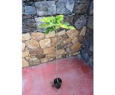 Pianta di fichi Albero fico Brigiotto nero - Imballaggio speciale protettivo