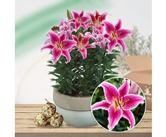 Gigli orientali da giardino Brasilia, molto esclusivi, bulbi di fiori perenni e resistenti provenienti dallOlanda per giardini e vasi, dimensioni dei bulbi 14-16 cm (viola)