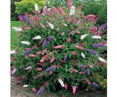 1 X BUDDLEIA TRICOLOR ALBERO DELLE FARFALLE COLORI MISTI PIANTA SANA PER IL GIARDINO