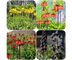 12 pezzi corona bulbi imperiali corona di cipolla perenne fritillaria imperiale - serie di piante rare - serra balcone fiore bulbo mix piante fiori giardino vasi per piante esotiche
