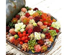 Kisshes Giardino - 100 Pezzi mini succulente semi di erba ornamentale pianta bonsai vaso di semi di fiori perenni, molto divertente come pietra