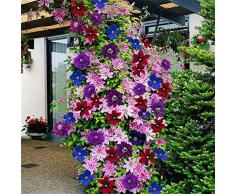 50pcs 24 colori misti Clematis Piante rampicanti Sementi di fiori giardino domestico Decor