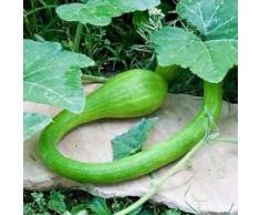 Arrampicata zucchine, 100 semi Trombocino, rampicante, italiani Trombone Squash
