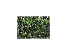 Catral 43040010 Graticcio Estensibile con Foglie e boccioli, Verde, 200 x 3 x 100 cm