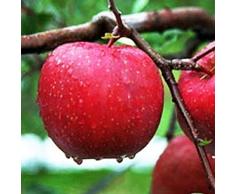 Semi di mela, 50 pezzi di semi di mela per piantare semi per piantare frutta e verdura, semi di melo dolce semi di frutta non OGM per piantare alberi da frutto nani Semi