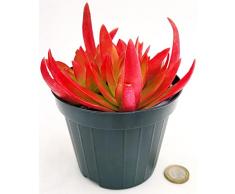 POWERS TO FLOWERS - PIANTA GRASSA, ECHEVERIA ROSSA NATURALE VULCANO VASO 11CM DIAMETRO, pianta vera