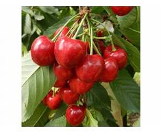 1 PIANTA di CILIEGIO FERROVIA Albero da FRUTTO Matura A Giugno