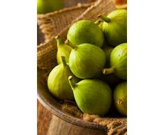 albero di Fico pianta di fico varietà Dottato Età 2 anni pianta di fichi vera in vaso venduta da eGarden.store