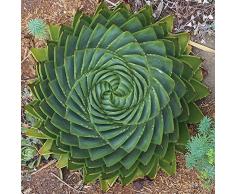 Rosepoem 100 pz / borsa Rare Aloe Seme Ufficio Pianta Succulente Piantare