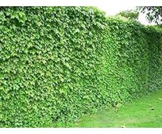 Semi rampicanti - rampicante Giapponese 40 Semi Boston Ivy grappolo dedera perenne: Only Seeds