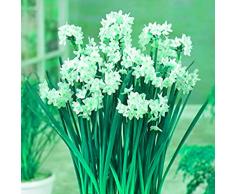 Narciso Fiore Bulbi Coltivazione Indoor Narciso Casto Grande Bulbo Pianta - Fioritura Indoor Bianco Aromatico Hardy-10 zwiebel,c