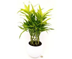 POWERS TO FLOWERS - LUCKY BAMBOO VARIEGATO A SPIRALE CILINDRICA IN VASO CERAMICA BIANCO SFERICO, Pianta Vera