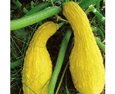 Haloppe 200 Pz Zucchine Semi di Ortaggi per la Piantagione del Giardino di Casa, Zucchine Gialle Semi di Zucca Pianta di Ortaggi Giardino Domestico Piantagione di Fattoria Semi Di Zucchine