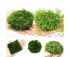 100 Pezzi Semi Di Piante Acquatiche - Piante Acquatiche - Piante Da Laghetto Resistenti, (Macrofite) Regali Per Gli Amanti Del Giardino Semi Di Groundcover Della Pianta DellAcquario,