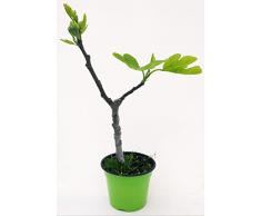 POWERS TO FLOWERS - FICO, FICUS CARICA NANO, VASO 14CM ALTEZZA 30CM, pianta vera