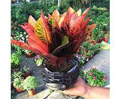 VISTARIC Codiaeum variegatum Semi Piante Ornamentali il germogliamento Tasso 90% Interni Esterni Disponibile fai da te giardinaggio domestico 100 PCS