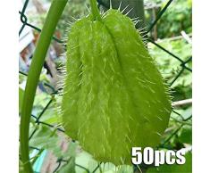 Portal Cool Semi Chayote vaso bonsai Balcone frutta verdura sementi di alta Nutrizione 50 Pz