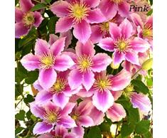 obiqngwi 50pcs Clematide Rampicante Semi Bonsai Pianta Ornamentale Fiore Hardy Perenne Fiori Decor Seme di Fiore - Semi di Clematis rosa
