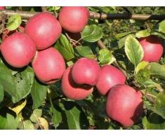 MELO ENTERPRISE PIANTA 2 ANNI FITOCELLA BALLOT 150-180 CM RESISTENTE TICCHIOLATURA 0 TRATTAMENTI