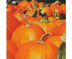Haloppe 20Pcs Semi di Zucca Ortaggi per la Piantagione del Giardino Domestico, Delizioso Giardino di Semi di Zucca Cortile della Fattoria Verdura Nutriente per Halloween Semi di zucca