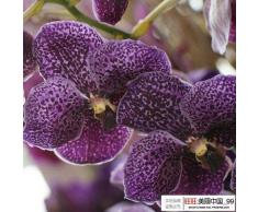 IN VENDITA !!!! 100pcs phalaenopsis semi di semi di orchidea farfalla rara orchidea bella semi di fiori a casa e il giardino
