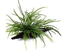 Pianta per acquario Microsorum pteropus Trident pianta acquatica su radice n. 008G YWS pianta acquario, bacchetta per radici Rhizom