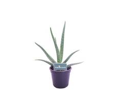 Pianta di Aloe Vera Chinensis Età 2 Anni pianta di Aloe in vaso pianta Ornamentale di Aloe Vera Chinensis pianta di Aloe biologica pianta vera di Aloe venduta da eGarden.store