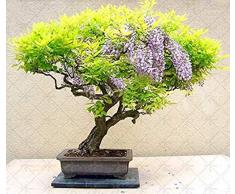 Piante di Glicine Bonsai belli per giardino domestico FAI da te Piante di Fiori Vere e fresche Glicine Sinensis Albero Pianta FAI da te Sement: Verde