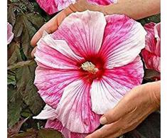 Semi 100Pcs Hibiscus fiore rosa gigante cinese Bonsai eleganti unico mazzo di fiori ornamentali piante per una pianta perenne da giardino
