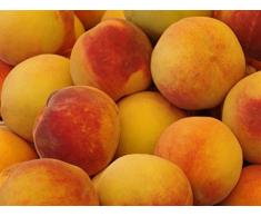 ALBERO DI PESCO PRIMAVERILE SPRING CREST SIMILE- pianta vera da frutto da esterno Ø 19 cm - h 150 cm