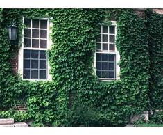 PLAT FIRM Semi di GERMINAZIONE: 200 Samen: Japanische Maglietta 20 edera japanischen Samen Parthenocissus tricuspidata CombSH M81