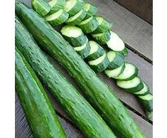 Generic Semi di cetriolo lungo, 50 pezzi di semi di cetriolo lungo sottaceto nutriente verdura frutta giardino pianta da giardino Semi Di Cetriolo