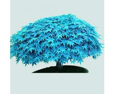 TOYHEART 30Pcs Semi Di Fiori Premium, Semi Di Albero Di Acero Pianta Rara Piantine Di Piante Decorative Blu Decorative Per Prato Blu