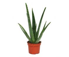 Pianta di aloe veradi circa 3 anni in vaso da 12 cm