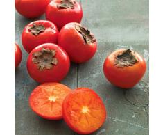 Pianta da frutto ALBERO DEI FRUTTI DEGLI DEI - LOTO/KAKI-DIOSPYROS KAKI MELO ROJO- SIMILE MELO ROSSO A RADICE NUDA - 1 METRO pianta vera