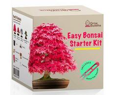 Coltivare il proprio kit bonsai - Facilmente crescere 4 tipi di alberi bonsai con il nostro completo principiante amichevole Bonsai semi Kit di avviamento - Idea regalo kit di semi unico