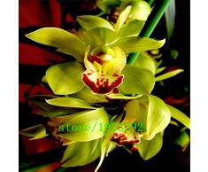 Grande promozione 100 PCS scuro semi rossi cinesi Cymbidium fiore orchidea Indoor Semi Fiori in vaso Cicada Orchid Seeds