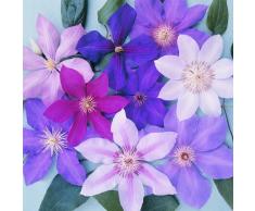 3 X CLEMATIDI COLORI MISTI GRANDI E RESISTENTI PIANTE RAMPICANTI DA FIORE