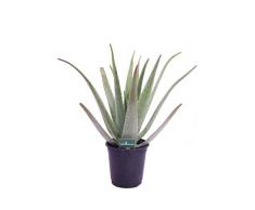Pianta di Aloe Vera Barbadensis Età 3 Anni pianta di Aloe Ornamentale pianta di Aloe biologica pianta di Aloe in vaso pianta vera di Aloe Vera Barbadensis venduta da eGarden.store