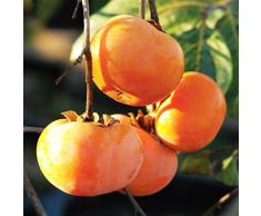 Pianta da frutto ALBERO DEI FRUTTI DEGLI DEI - LOTO/KAKI -DIOSPYROS KAKI - SIMILE A RADICE NUDA - 1 METRO pianta vera