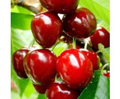 Ciliegia Ciliegio Van Pianta in Vaso Varietà Ciliegia Ciliegio Van - 1 Pianta