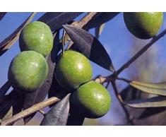 ALBERO DI ULIVO 'NOCELLARA' DELLA VALLE DEL BELICE DA TAVOLA - pianta da frutto da esterno