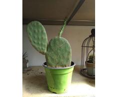 Fico d India, varietà da frutto commestibile, opuntia, cactus, pianta vera, pianta radicata