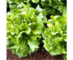 Semi Pianta Insalata