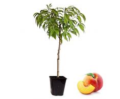 Plant in a Box - Prunus Persica Bonanza - Pesco nano - Bellissima fioritura rosa - Pianta da giardino - Vaso 14cm - Altezza 60-70cm