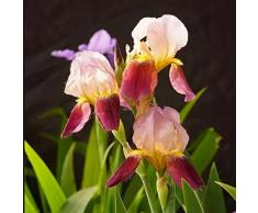10pz bulbi di iris rossi che piantano fiori perenni perenni di facile manutenzione per corridoi interni decorare varietà entry level che i giardinieri adoravano creare un bellissimo ambiente